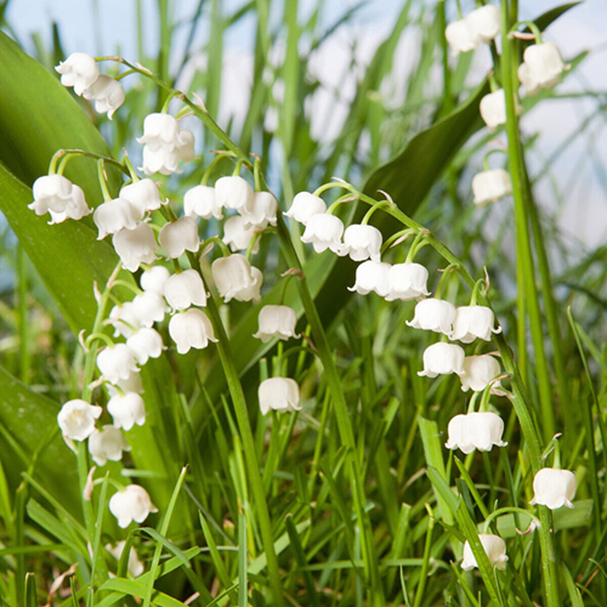 Super Scented Bulb Collection -  Lily of the Valley, Stargazer Lilies & Tuberose - 30 Bulbs