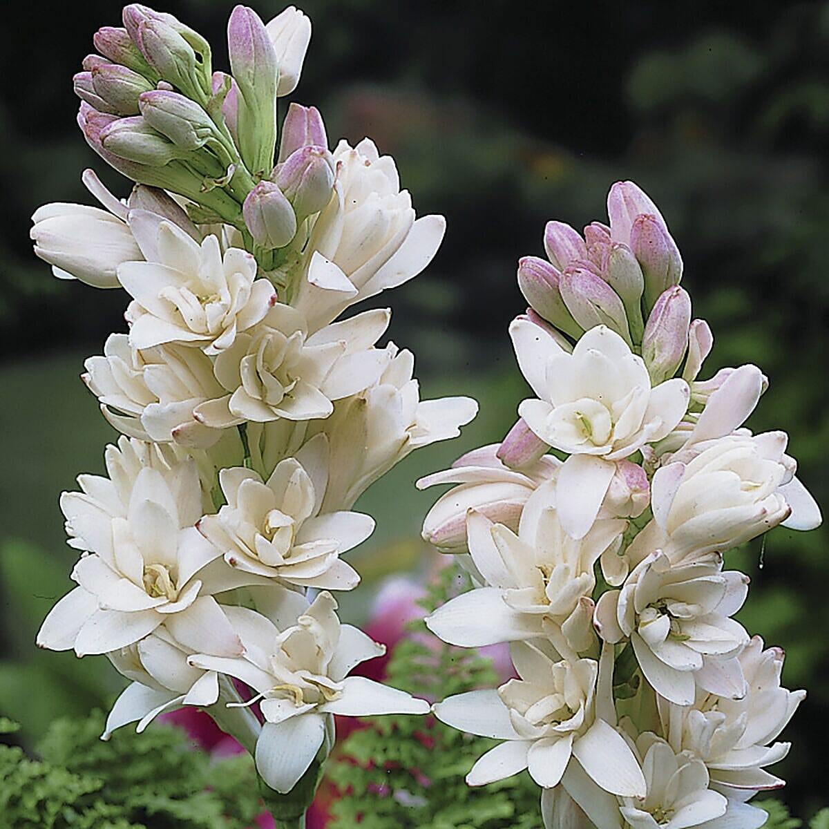 Super Scented Bulb Collection -  Lily of the Valley, Stargazer Lilies & Tuberose - 30 Bulbs