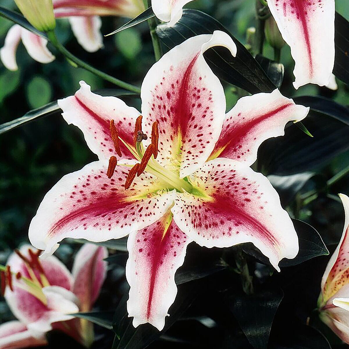 Super Scented Bulb Collection -  Lily of the Valley, Stargazer Lilies & Tuberose - 30 Bulbs