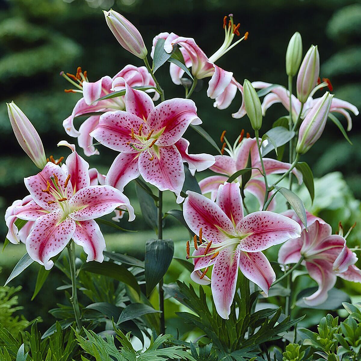 Super Scented Bulb Collection -  Lily of the Valley, Stargazer Lilies & Tuberose - 30 Bulbs