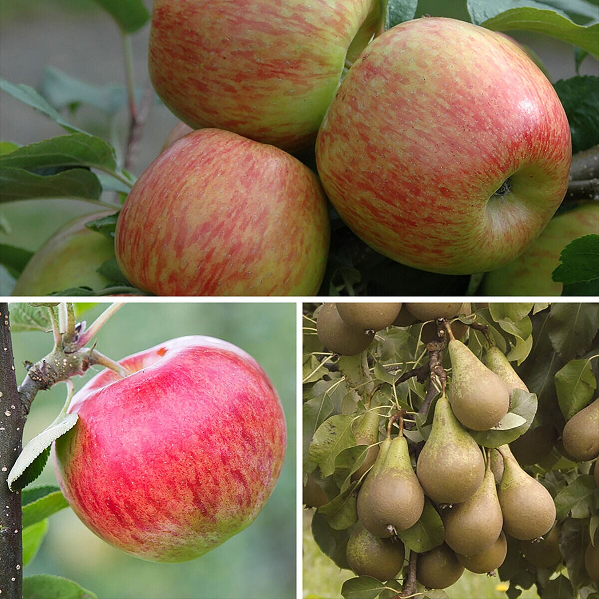 Fruit Tree Trio  - Apple Braeburn, Apple Santana, & Pear Conference Bare Root Trees