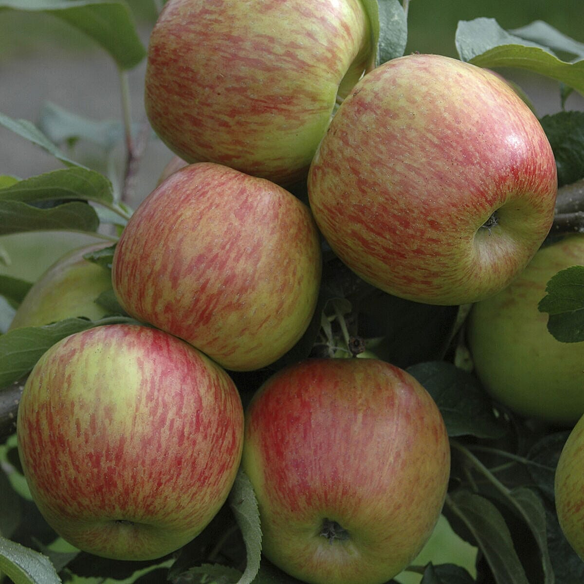 Fruit Tree Trio  - Apple Braeburn, Apple Santana, & Pear Conference Bare Root Trees