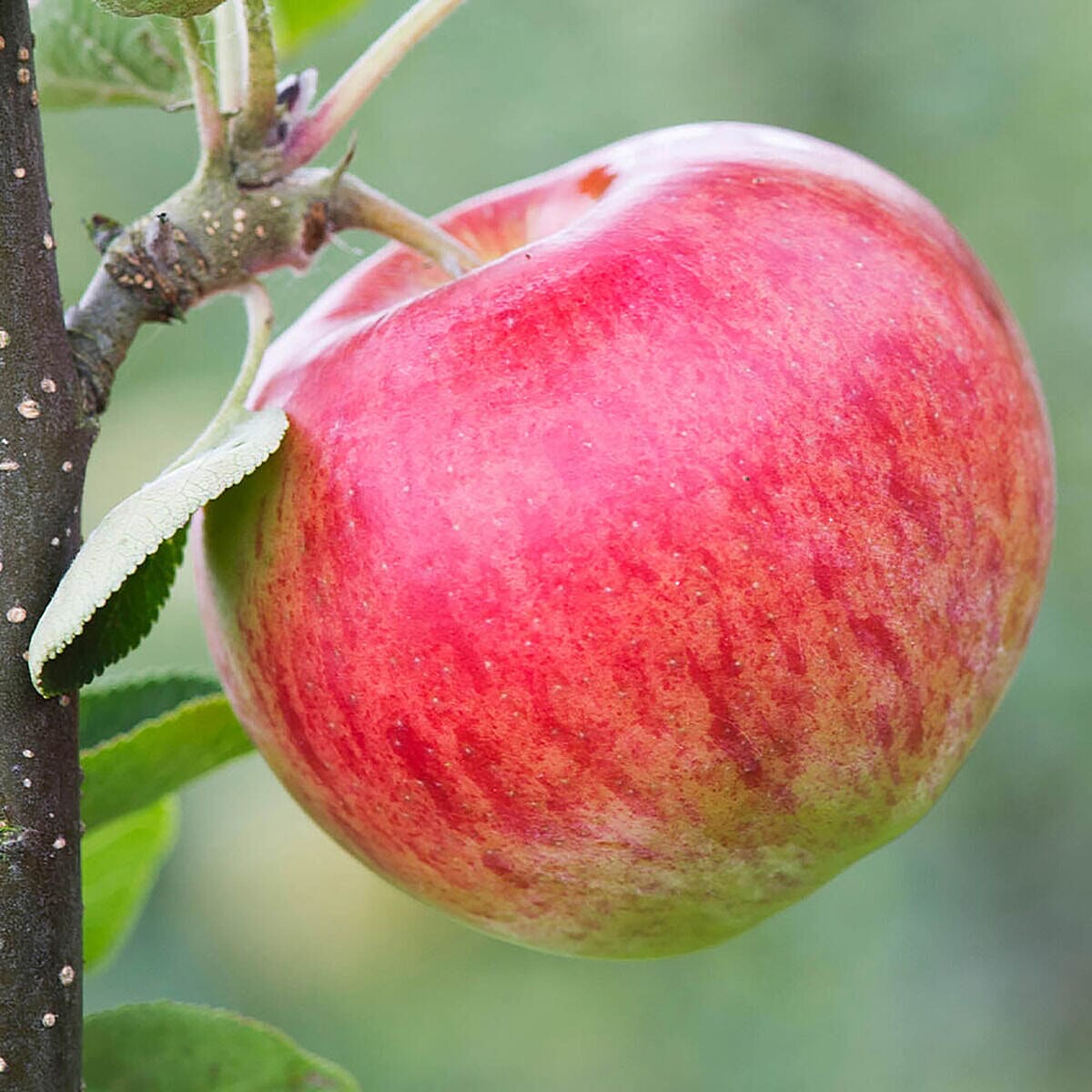 Fruit Tree Trio  - Apple Braeburn, Apple Santana, & Pear Conference Bare Root Trees