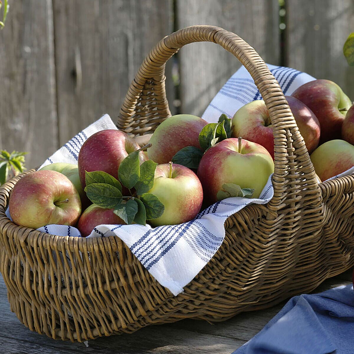Fruit Tree Trio  - Apple Braeburn, Apple Santana, & Pear Conference Bare Root Trees