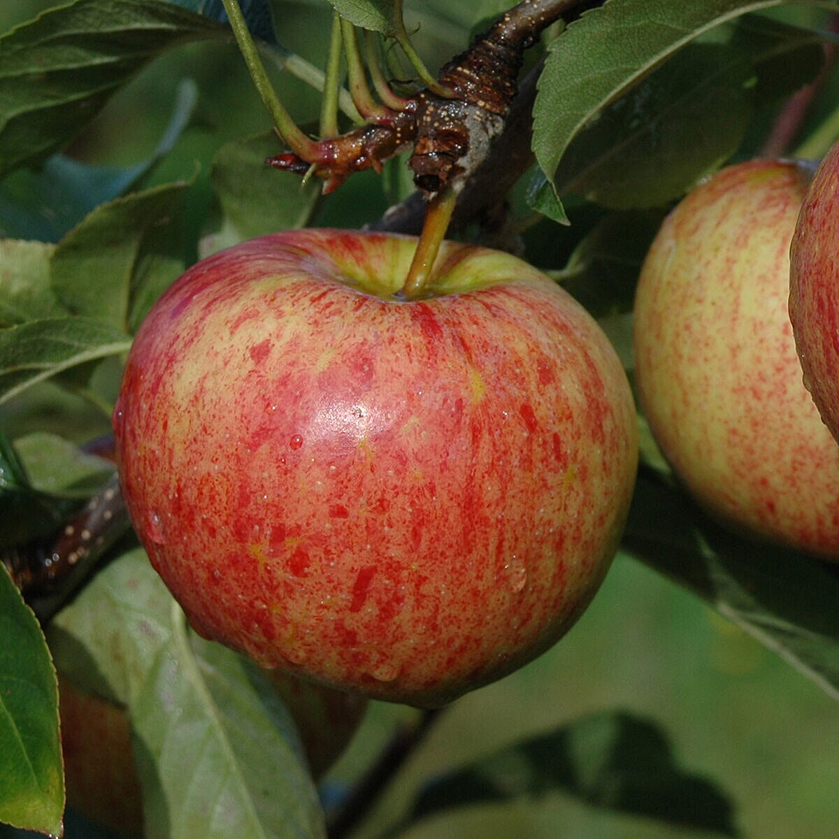 Fruit Tree Trio  - Apple Braeburn, Apple Santana, & Pear Conference Bare Root Trees