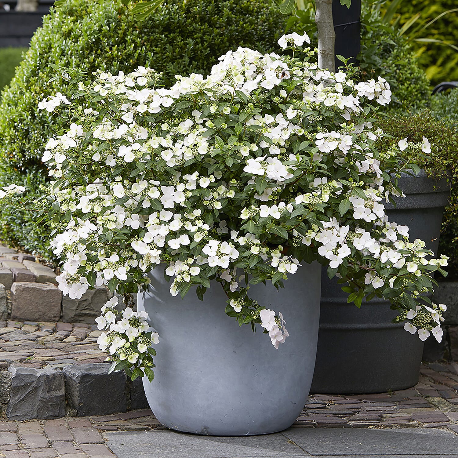 Hydrangea Runaway Bride in 14cm Pot