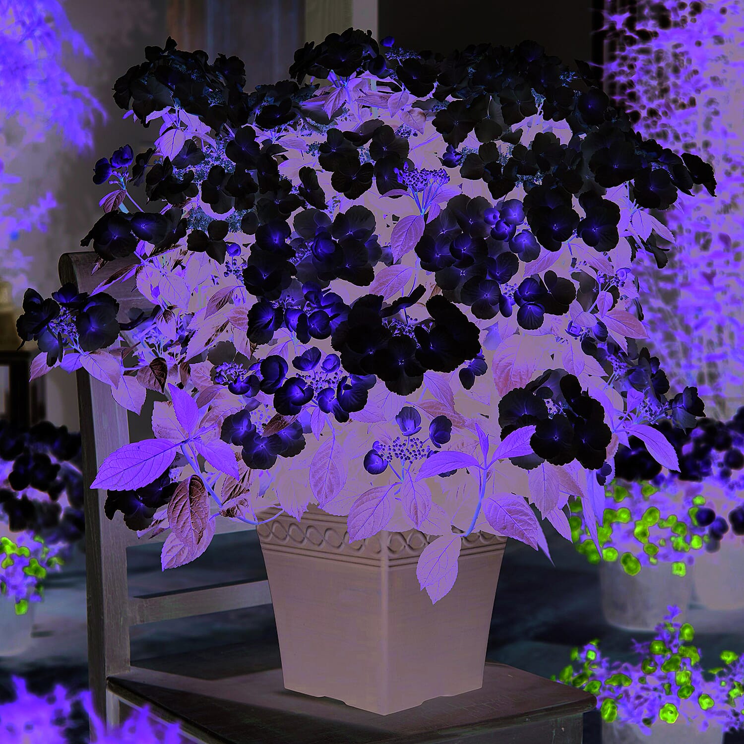 Hydrangea Runaway Bride in 14cm Pot