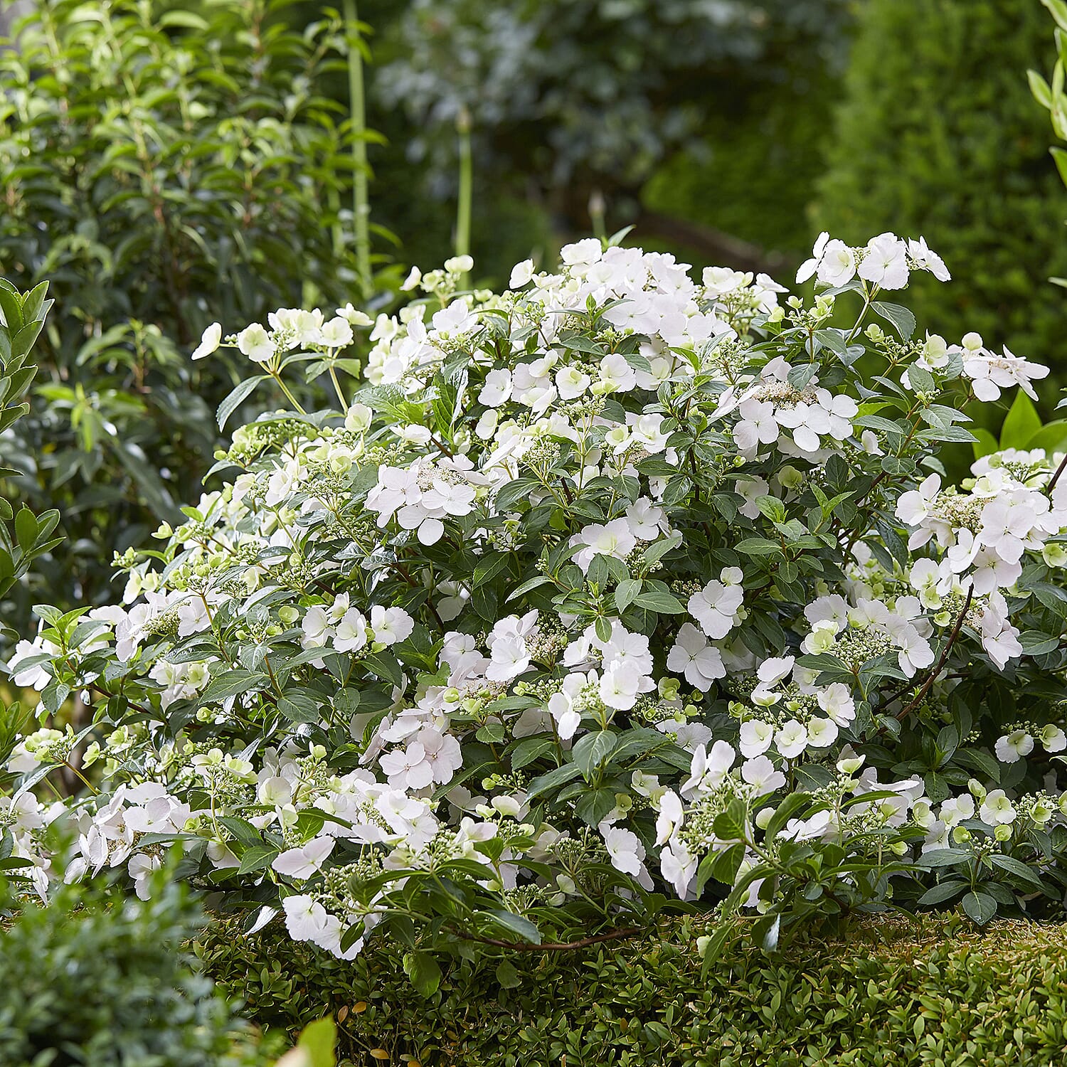 Hydrangea Runaway Bride in 14cm Pot