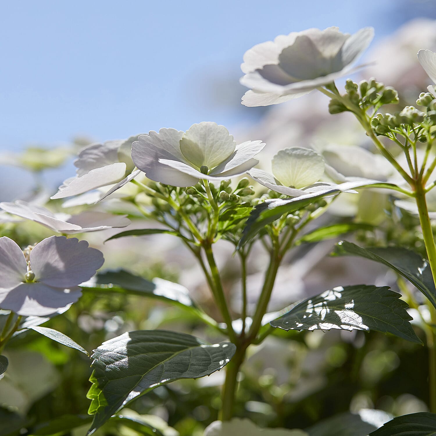 Hydrangea Runaway Bride in 14cm Pot