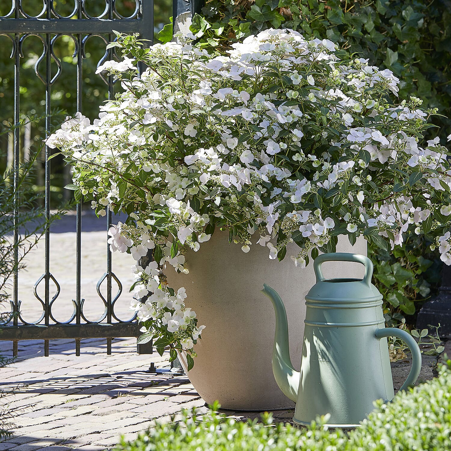Hydrangea Runaway Bride in 14cm Pot