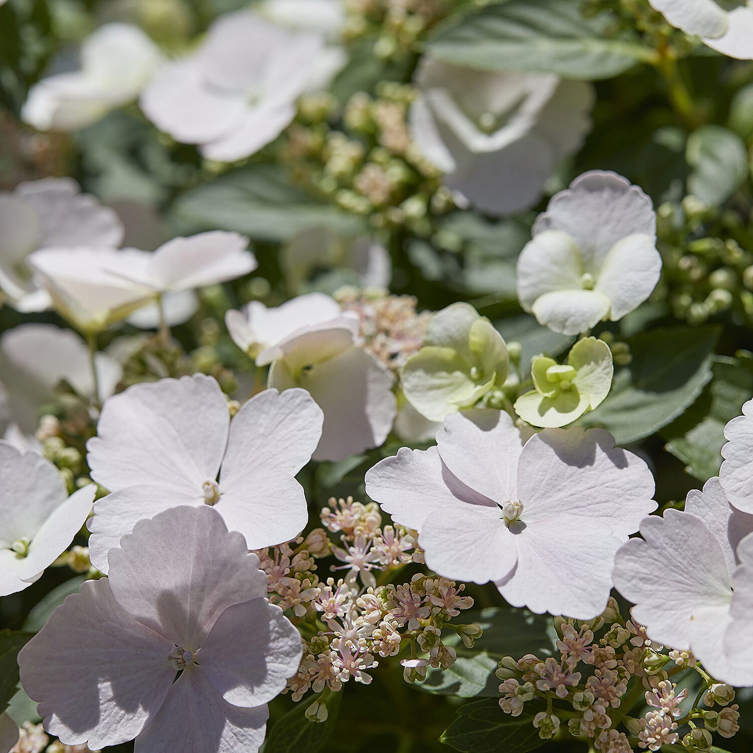 Hydrangea Runaway Bride in 14cm Pot