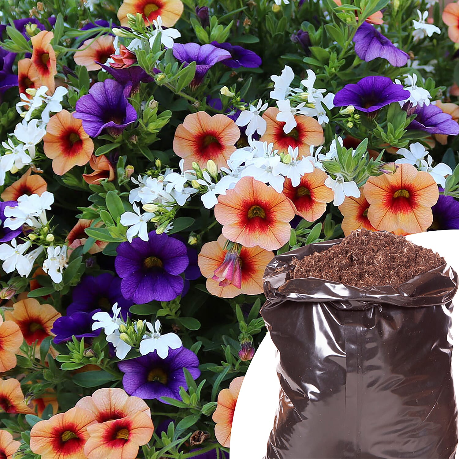 Gardeners Hanging Basket Kit - Pair of Hanging Baskets, 12 Mixed Bedding Plugs & Compost 20L