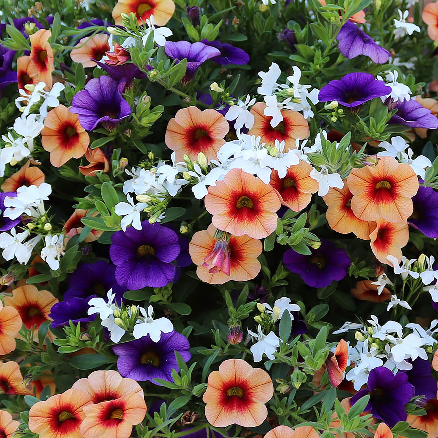 Gardeners Hanging Basket Kit - Pair of Hanging Baskets, 12 Mixed Bedding Plugs & Compost 20L