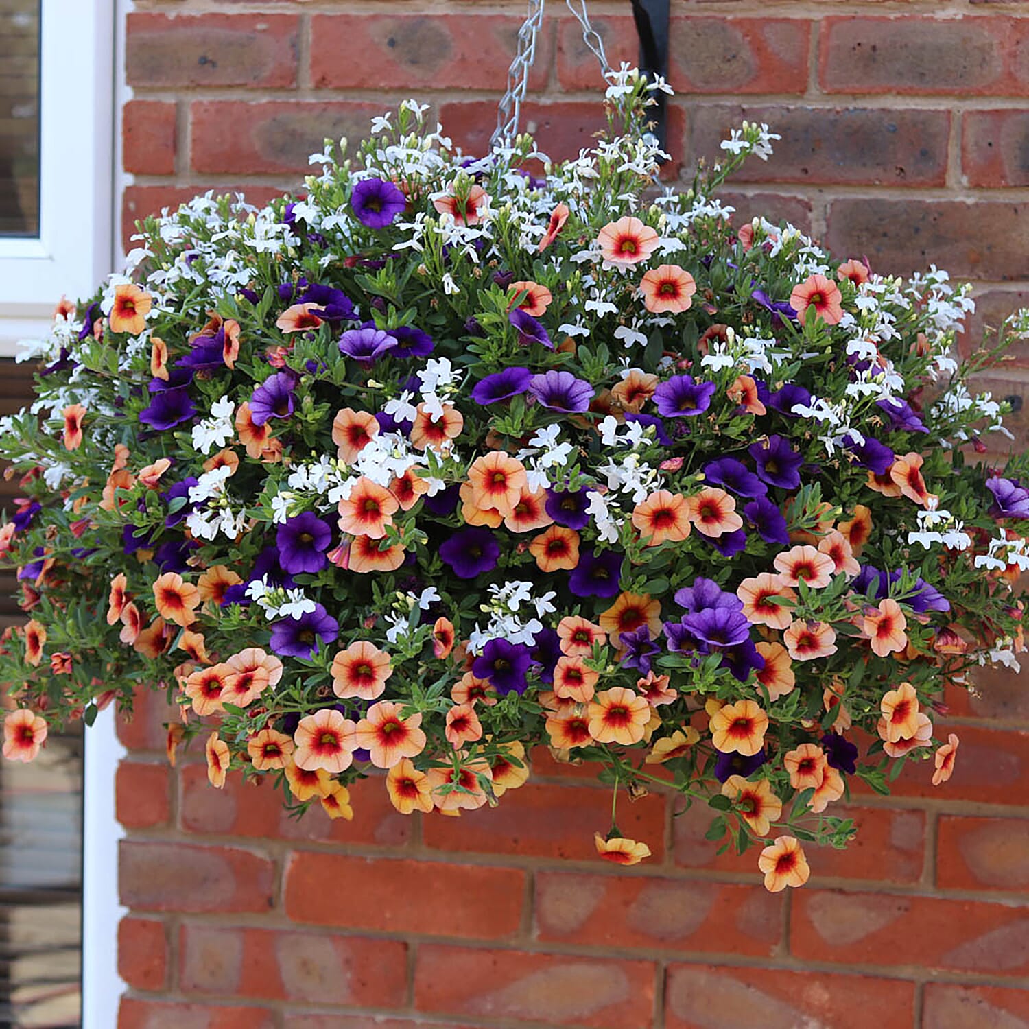 Gardeners Hanging Basket Kit - Pair of Hanging Baskets, 12 Mixed Bedding Plugs & Compost 20L