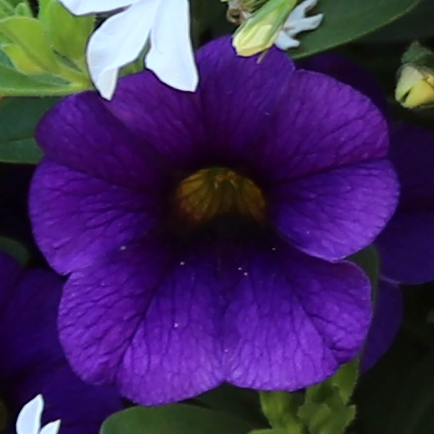 Gardeners Hanging Basket Kit - Pair of Hanging Baskets, 12 Mixed Bedding Plugs & Compost 20L