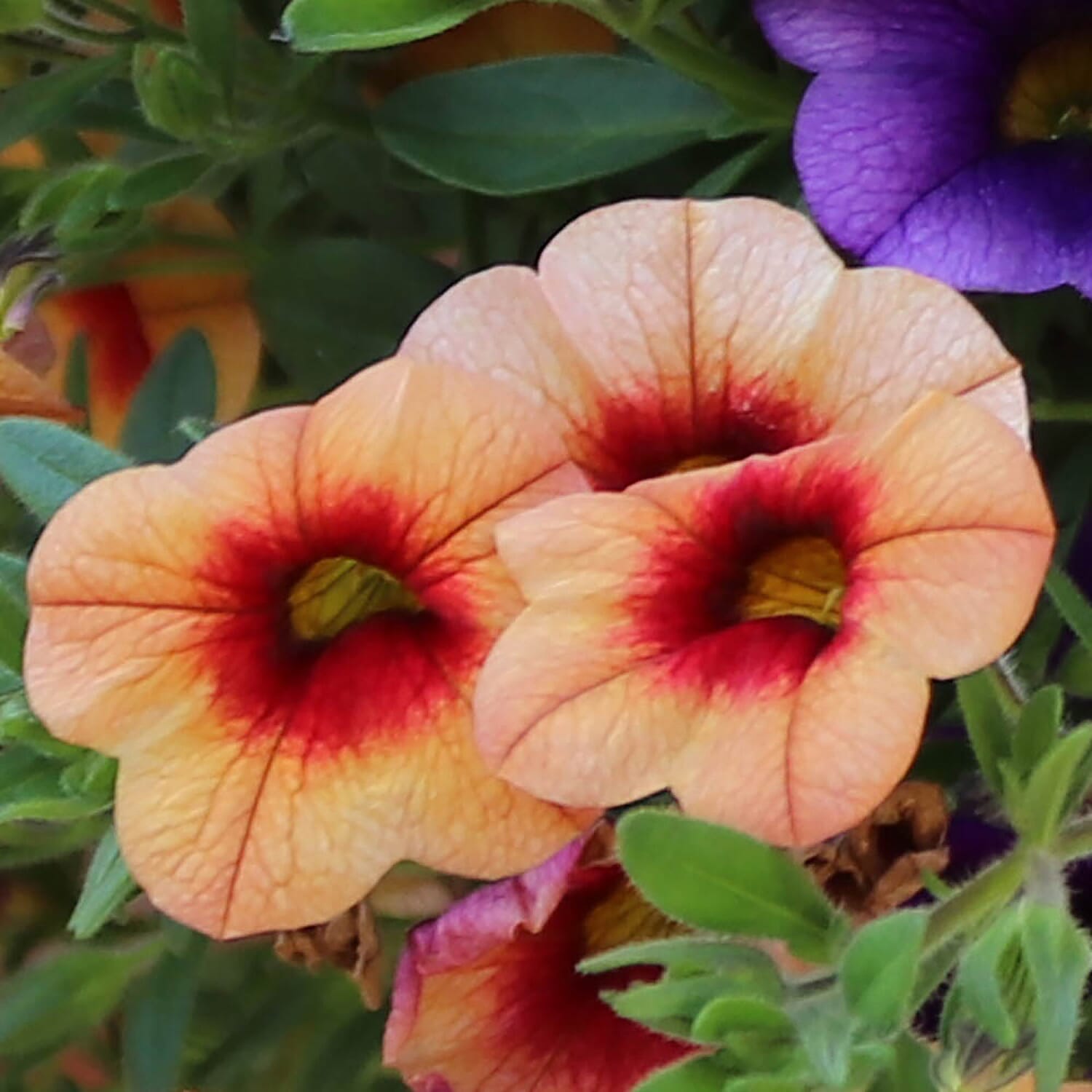 Gardeners Hanging Basket Kit - Pair of Hanging Baskets, 12 Mixed Bedding Plugs & Compost 20L