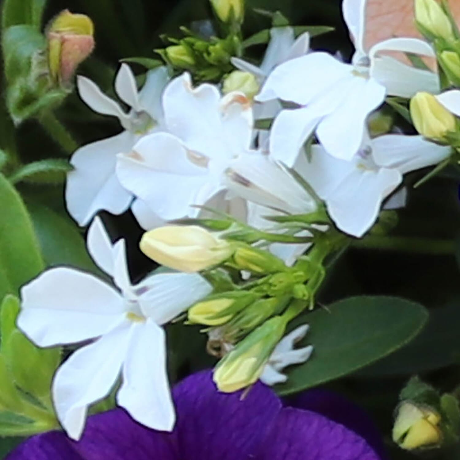 Gardeners Hanging Basket Kit - Pair of Hanging Baskets, 12 Mixed Bedding Plugs & Compost 20L