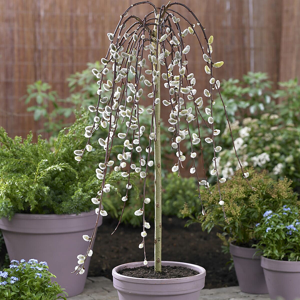 Ornamental Willow Kilmarnock in 17cm pot