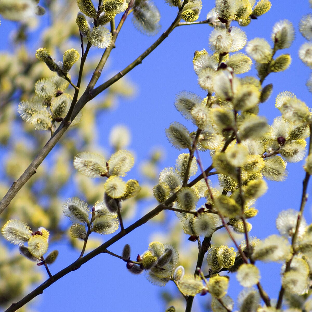 Ornamental Willow Kilmarnock in 17cm pot