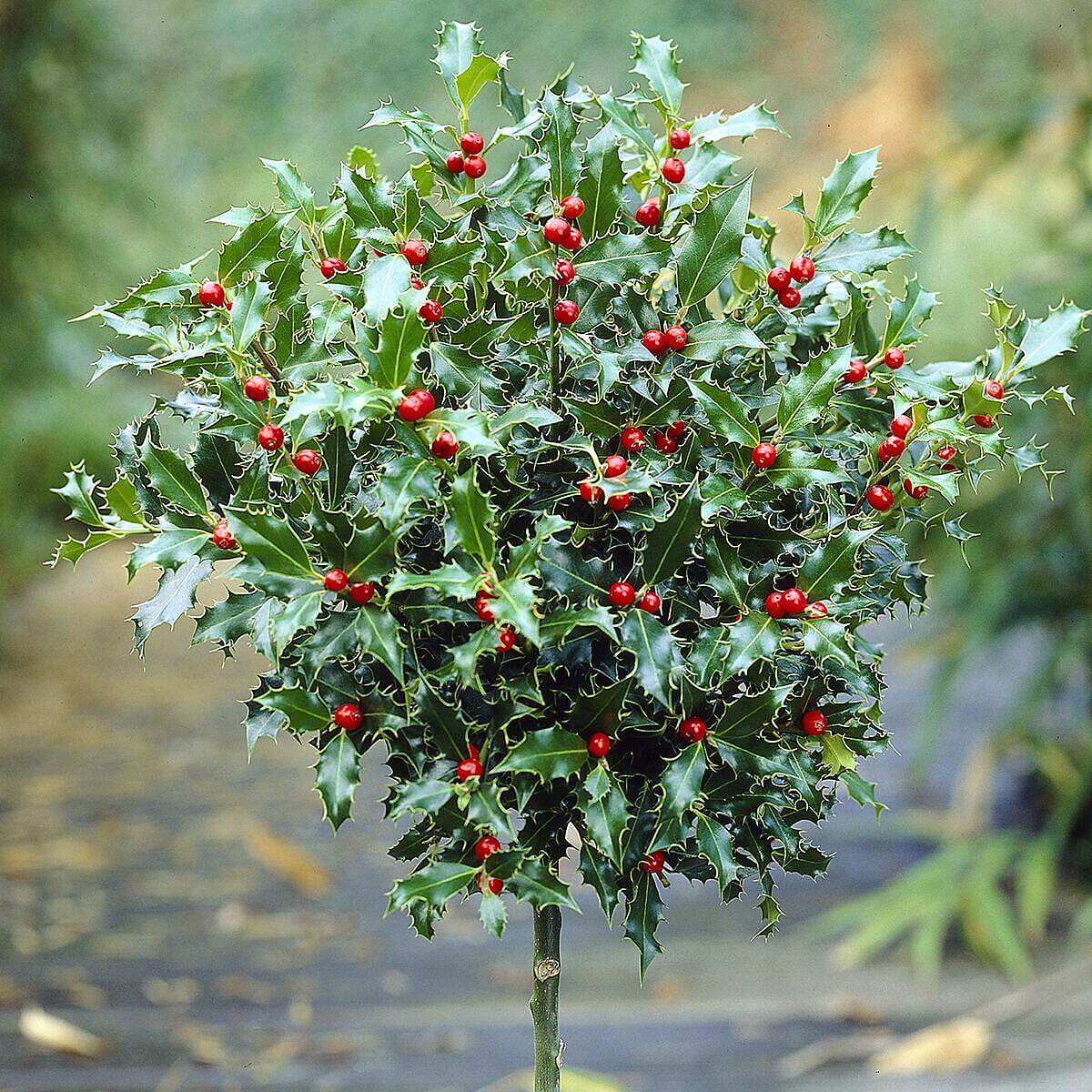 Ornamental Holly Blue Maid 80cm Tall