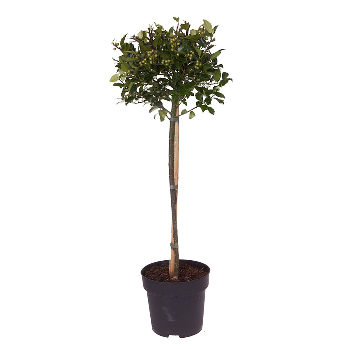 Ornamental Holly Blue Maid 80cm Tall