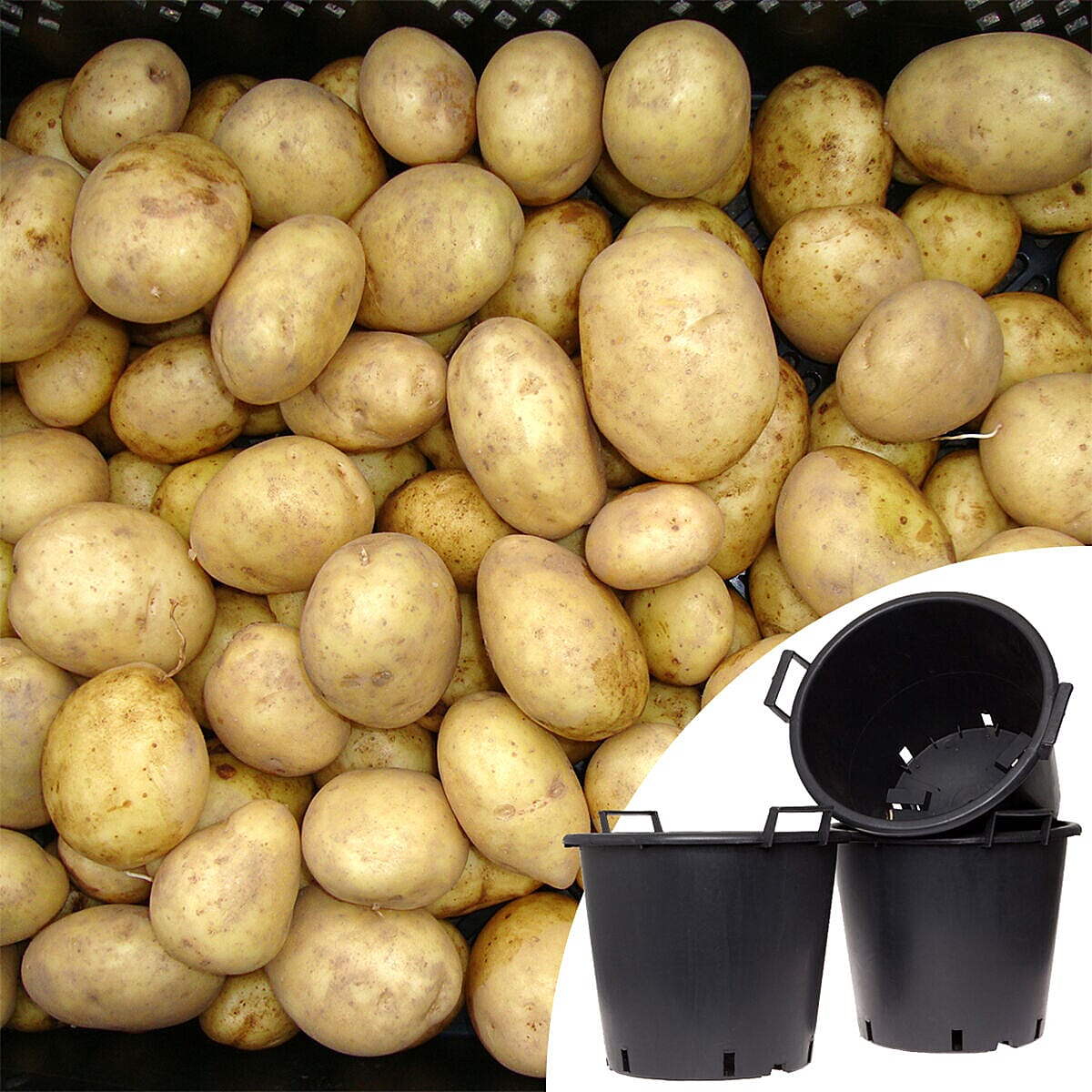 Seed Potato Maris Piper 2.5kg with & 3 x 30L Heavy Duty Black Pots