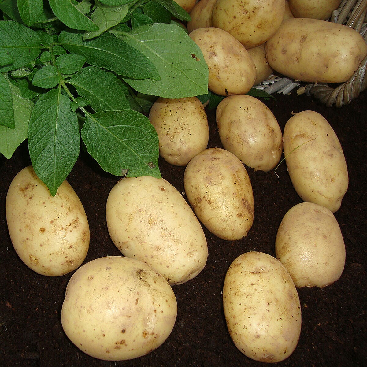 Seed Potato Maris Piper 2.5kg with & 3 x 30L Heavy Duty Black Pots