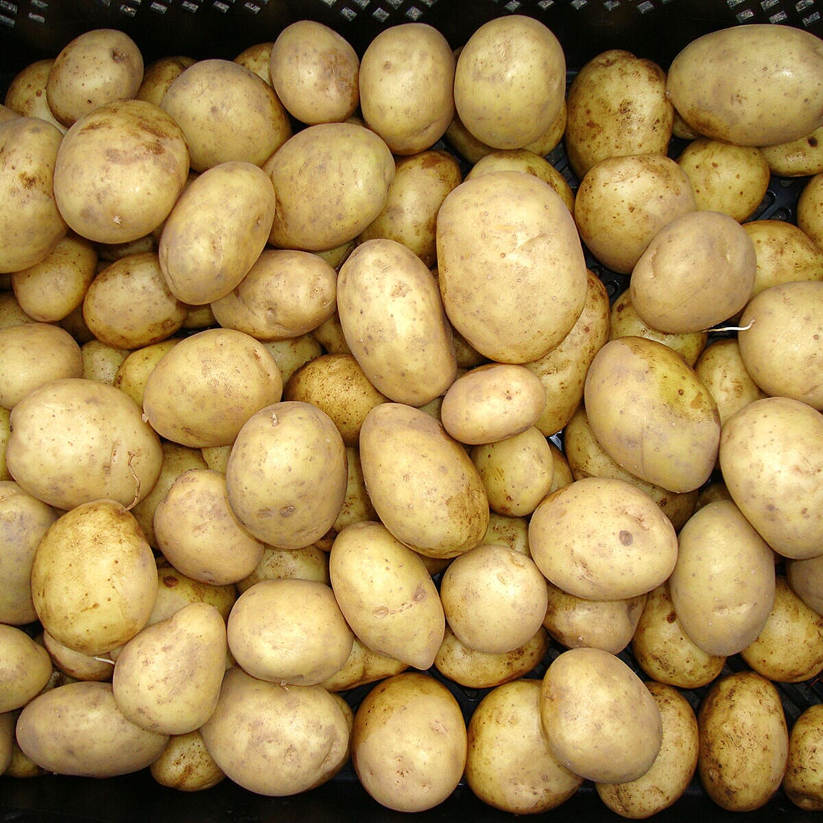 Seed Potato Maris Piper 2.5kg with & 3 x 30L Heavy Duty Black Pots