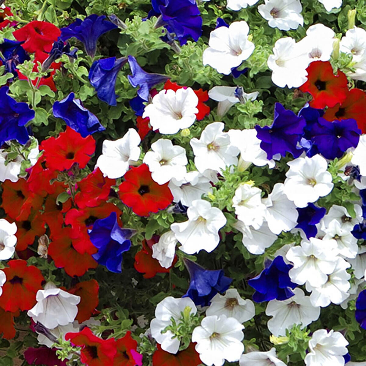 Best of British Petunias - 18 Plug Plants