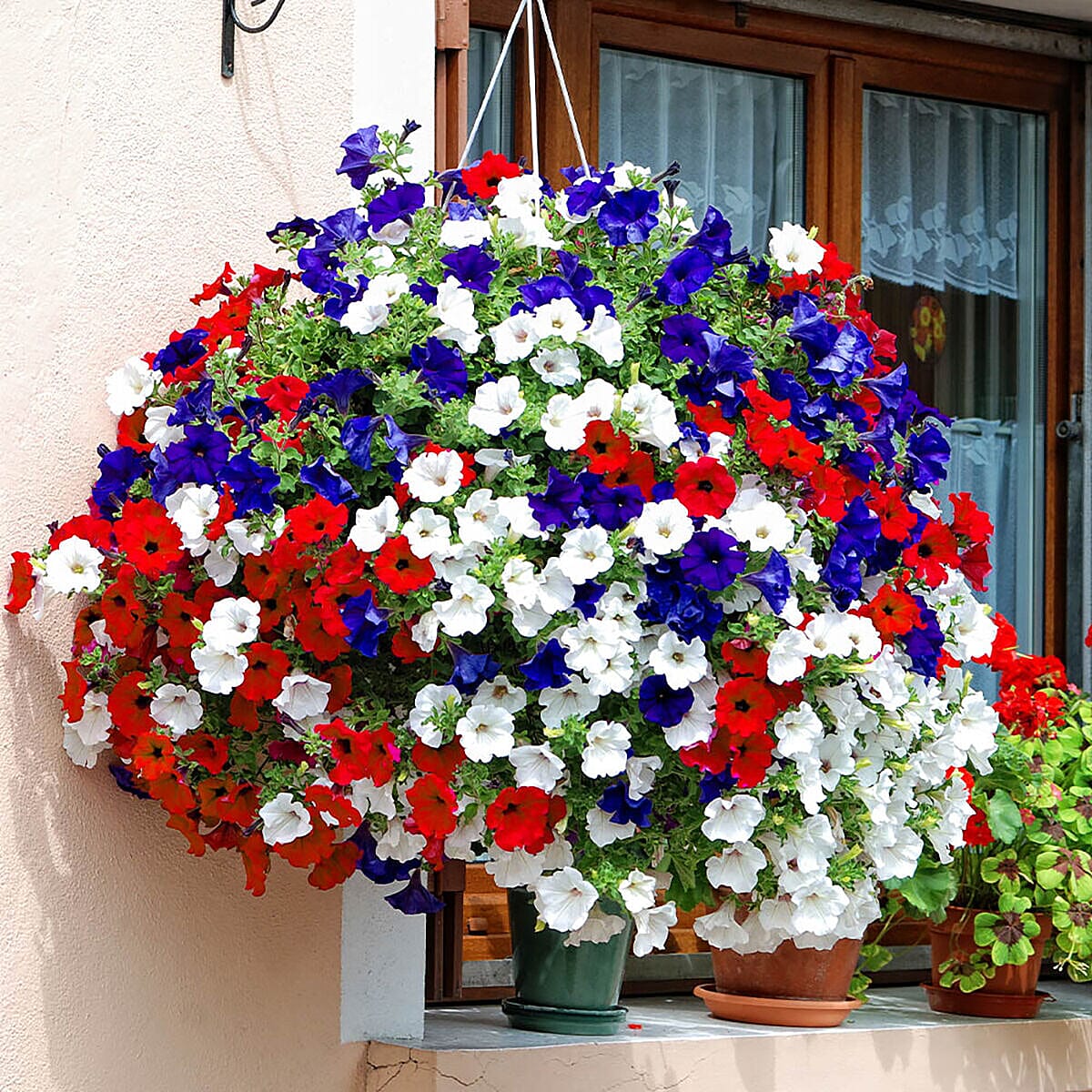 Best of British Petunias - 18 Plug Plants