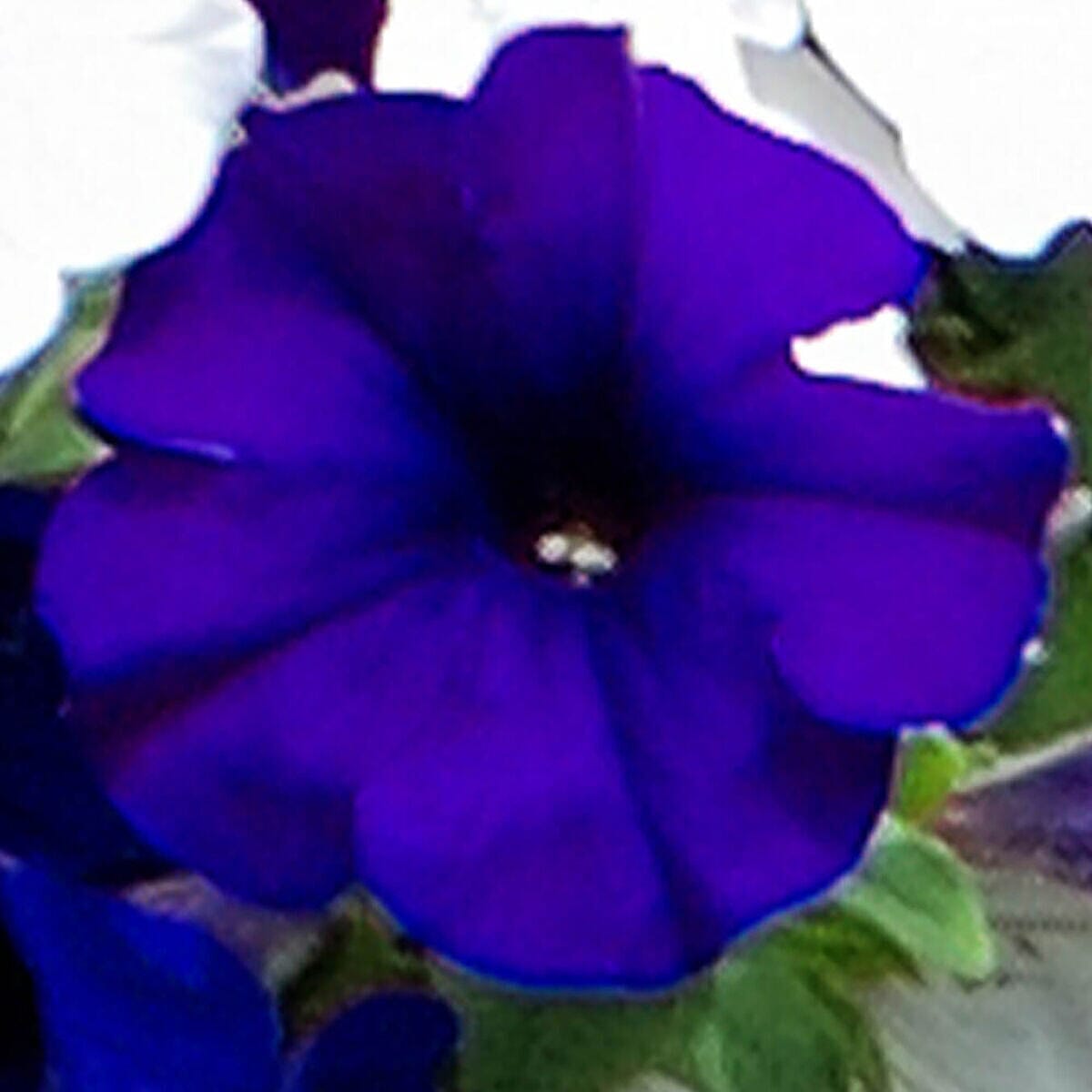 Best of British Petunias - 18 Plug Plants
