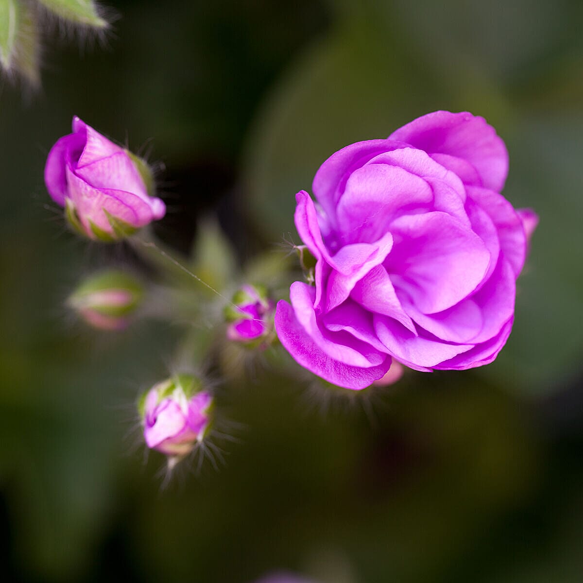Geranium Rosebud Collection x 12 Plug Plants