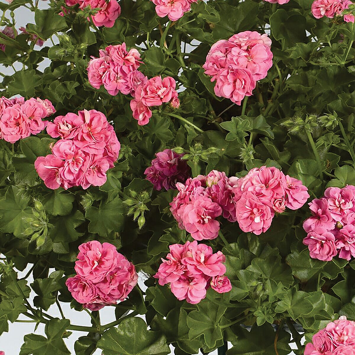 Geranium Rosebud Collection x 12 Plug Plants