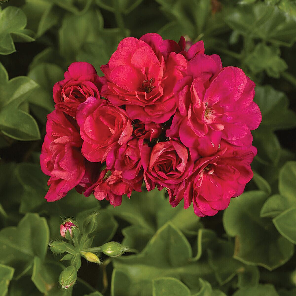 Geranium Rosebud Collection x 12 Plug Plants