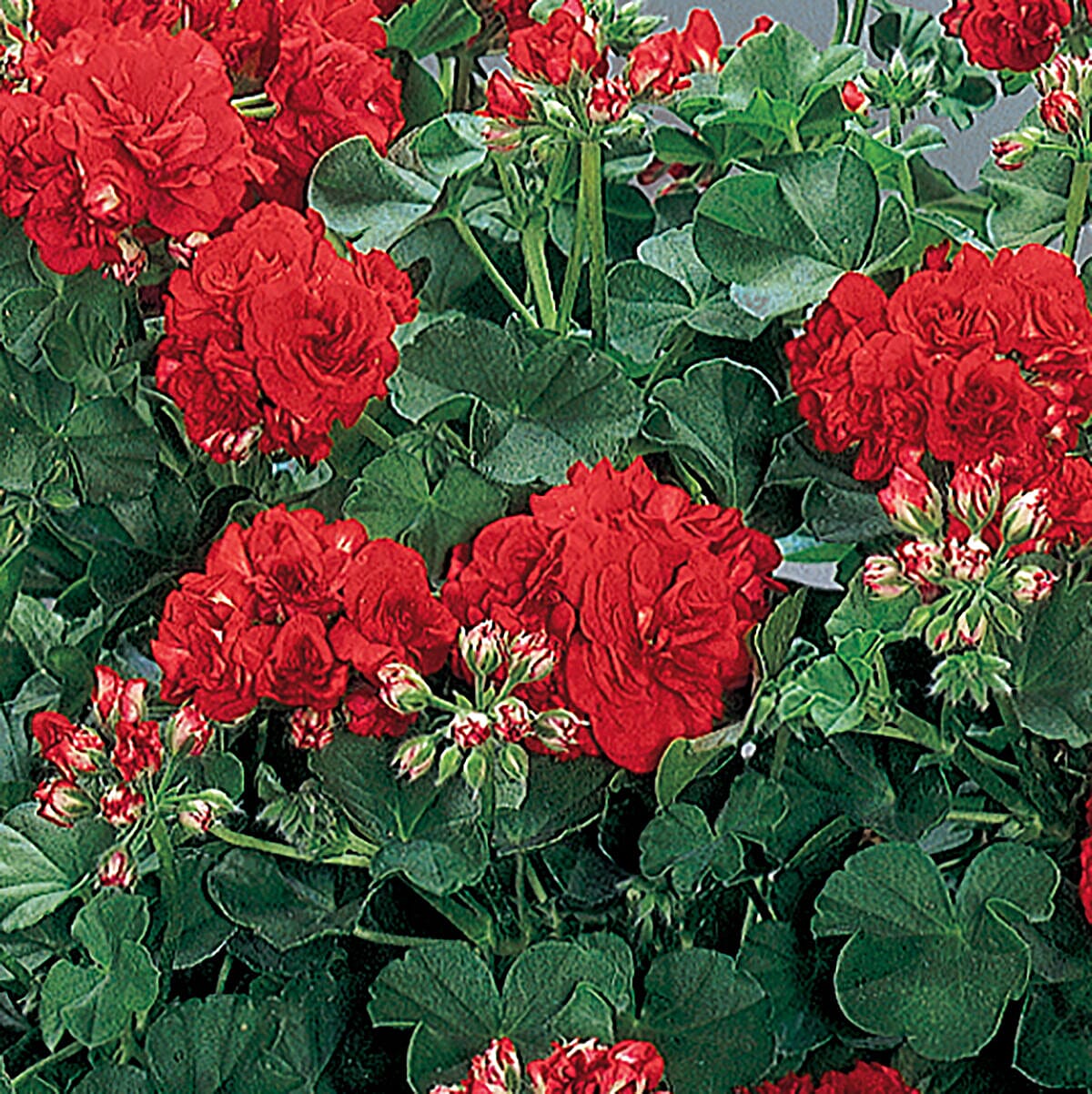 Geranium Rosebud Collection x 12 Plug Plants