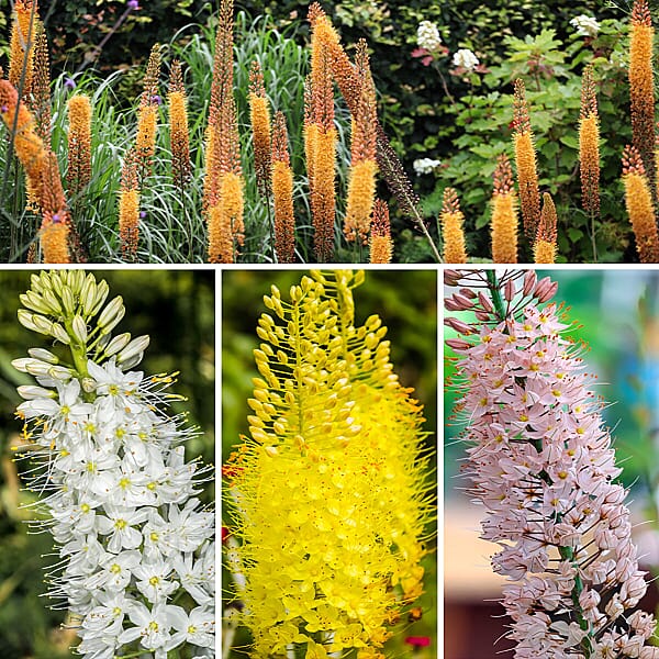 Pack of 6 Foxtail Lilies (Eremurus) 7491565 TJC