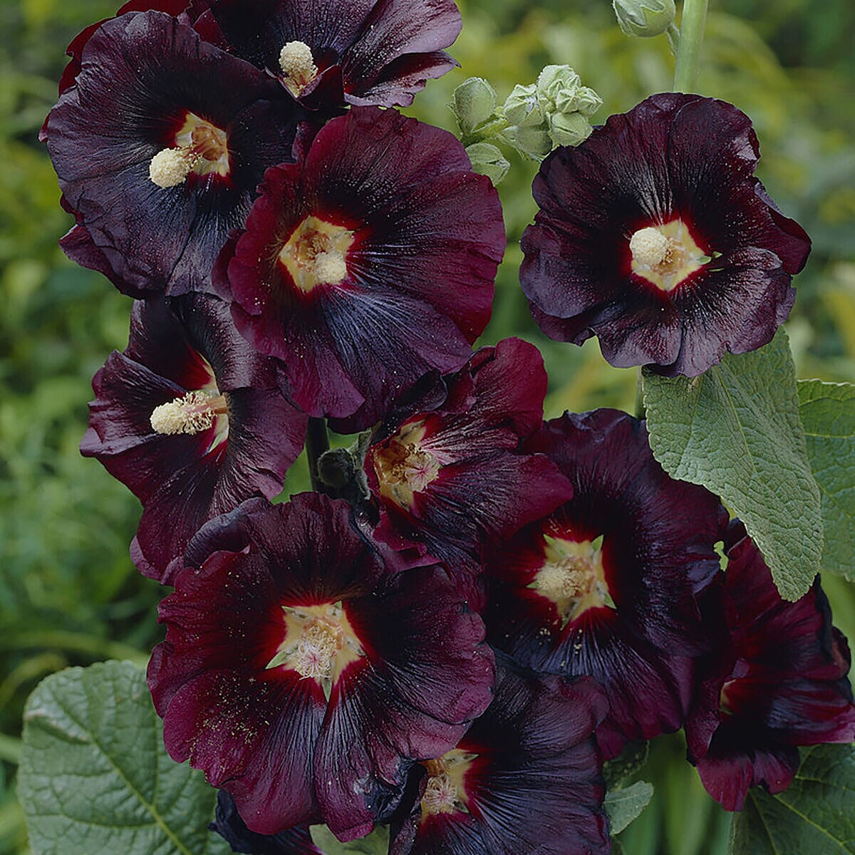 Trio of Black Hollyhocks in 9cm Pots