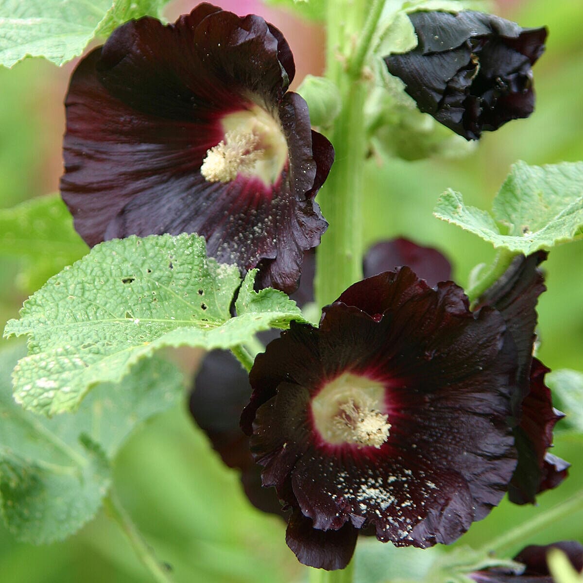 Trio of Black Hollyhocks in 9cm Pots