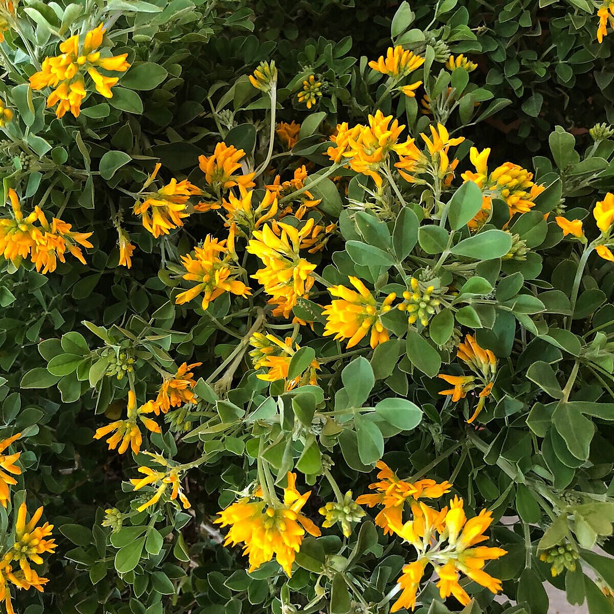 Yellow Coronilla Glauca in 3L Pot
