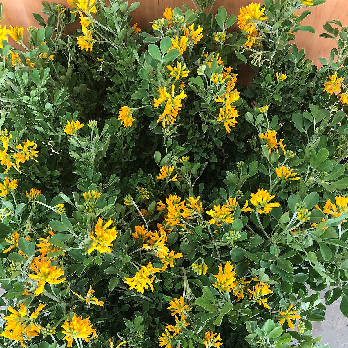 Yellow Coronilla Glauca in 3L Pot
