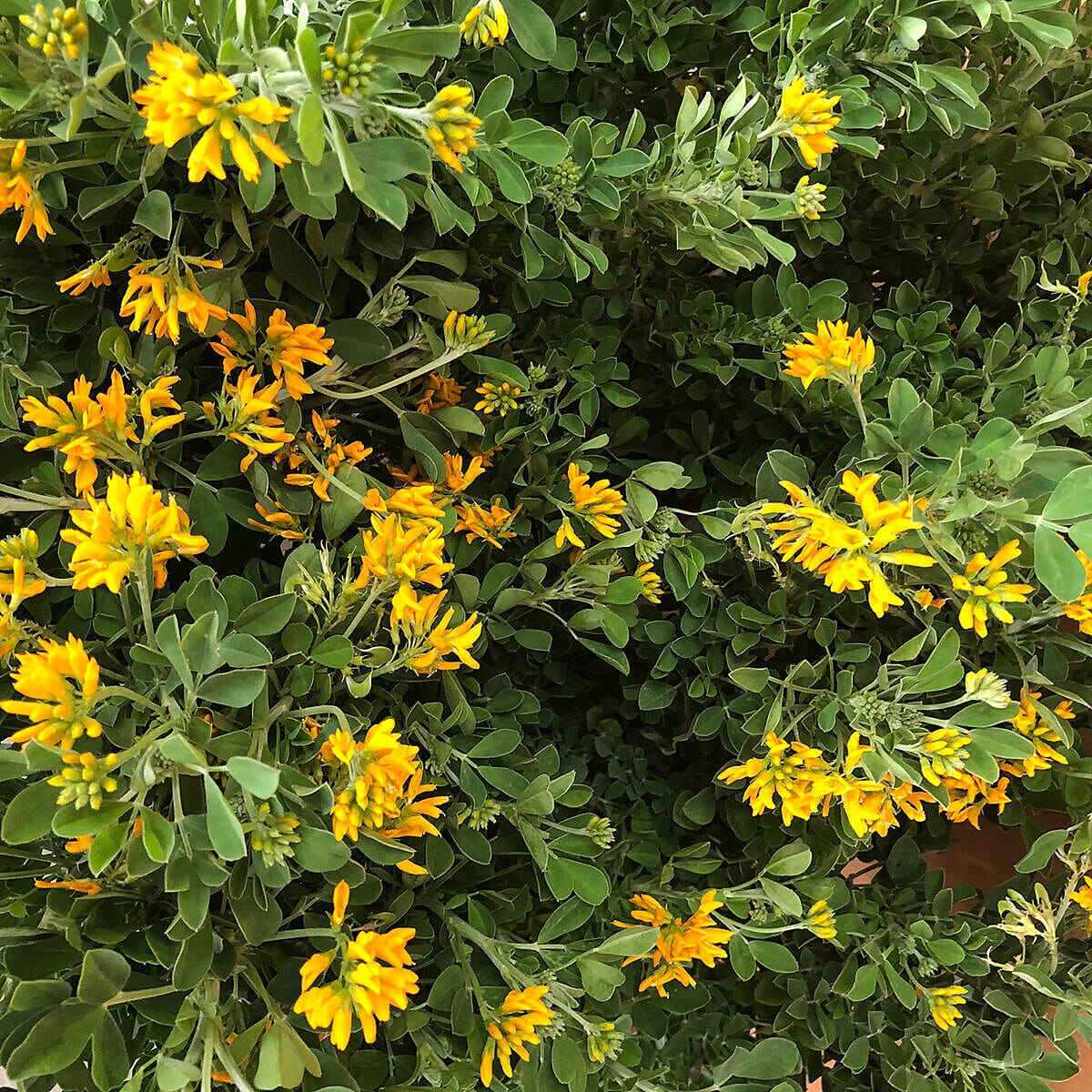 Yellow Coronilla Glauca in 3L Pot