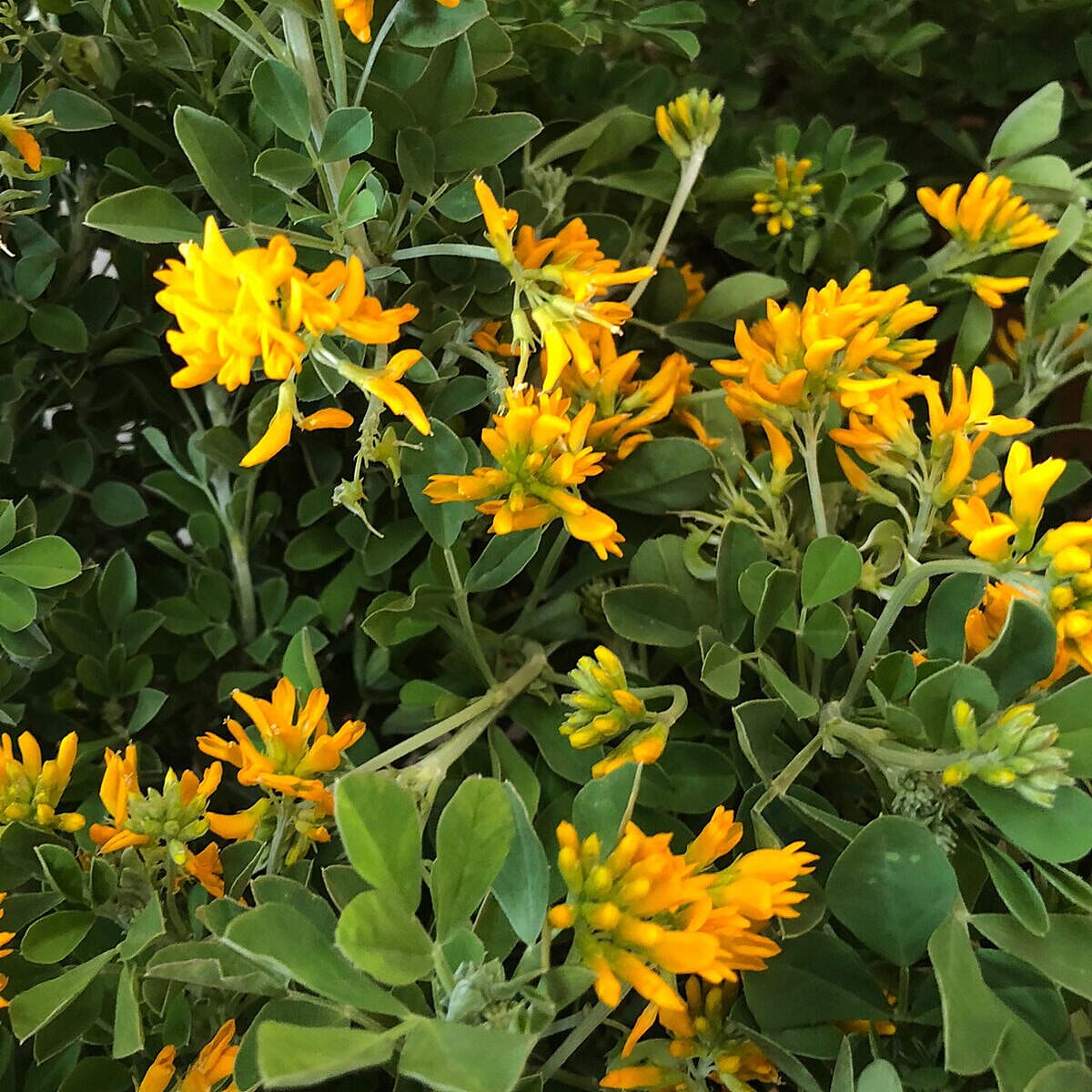 Yellow Coronilla Glauca in 3L Pot