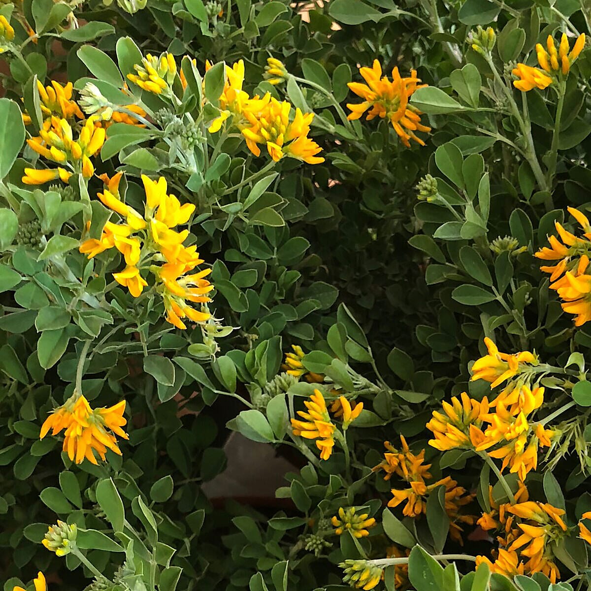 Yellow Coronilla Glauca in 3L Pot