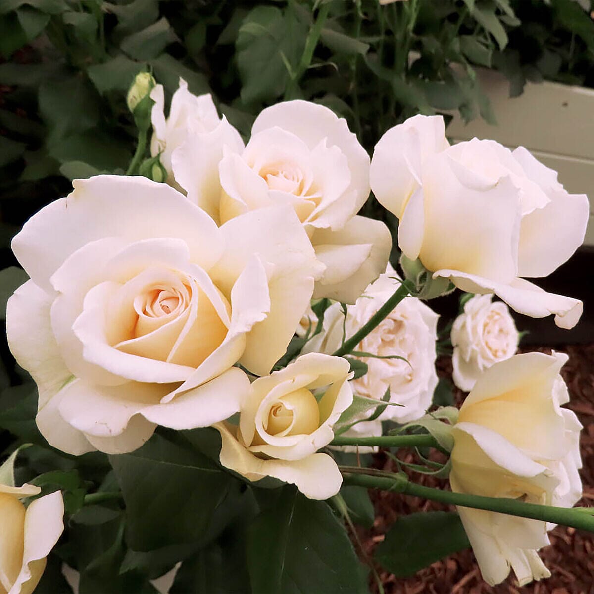 Mary Berry Rose in 3L pot