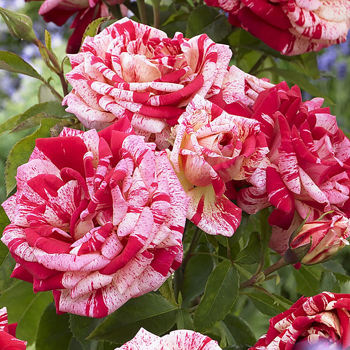 Pair of Delectable Bare Root Roses - Raspberry Ripple and Oranges & Lemons