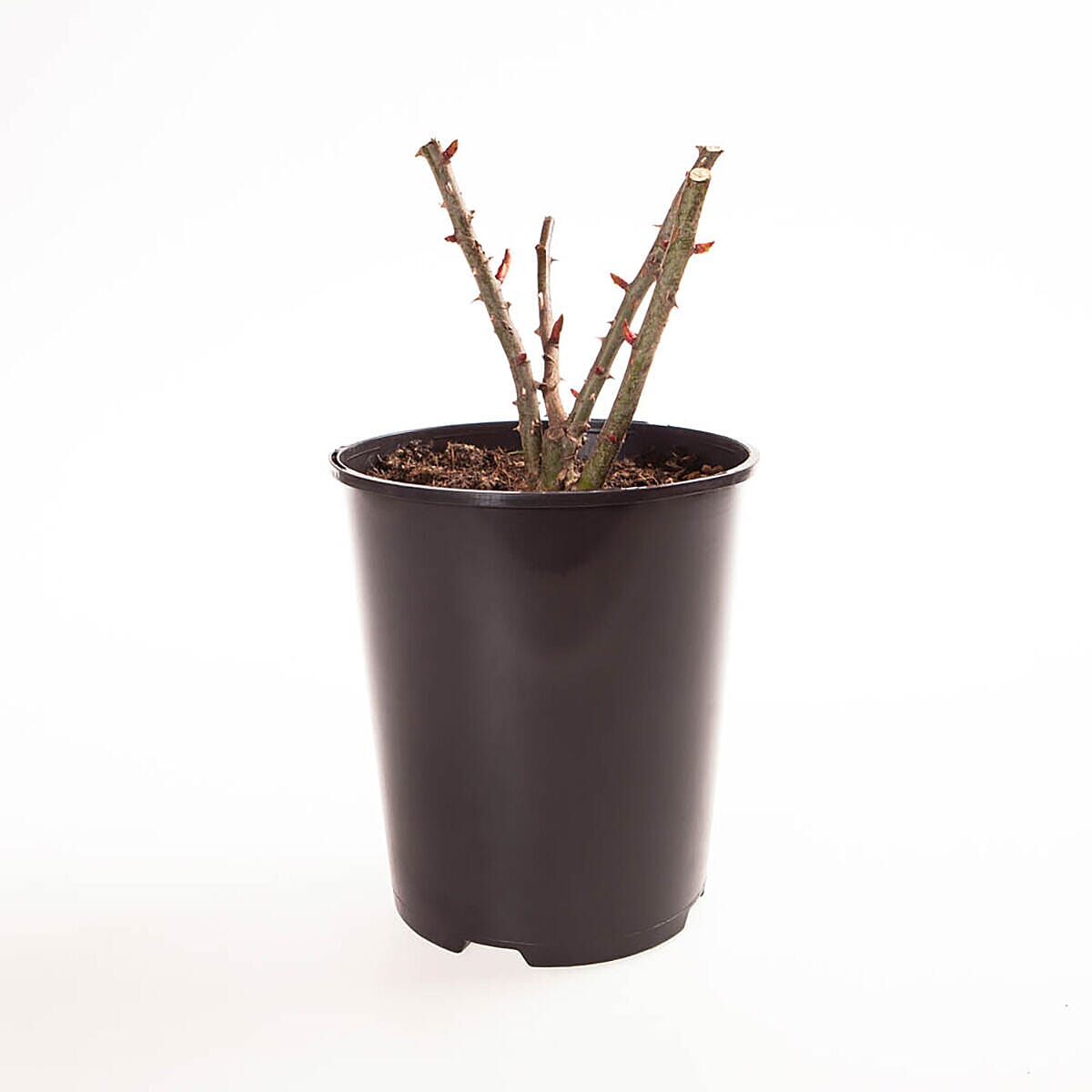 Arthur Bell Climbing Rose in 3L Pot