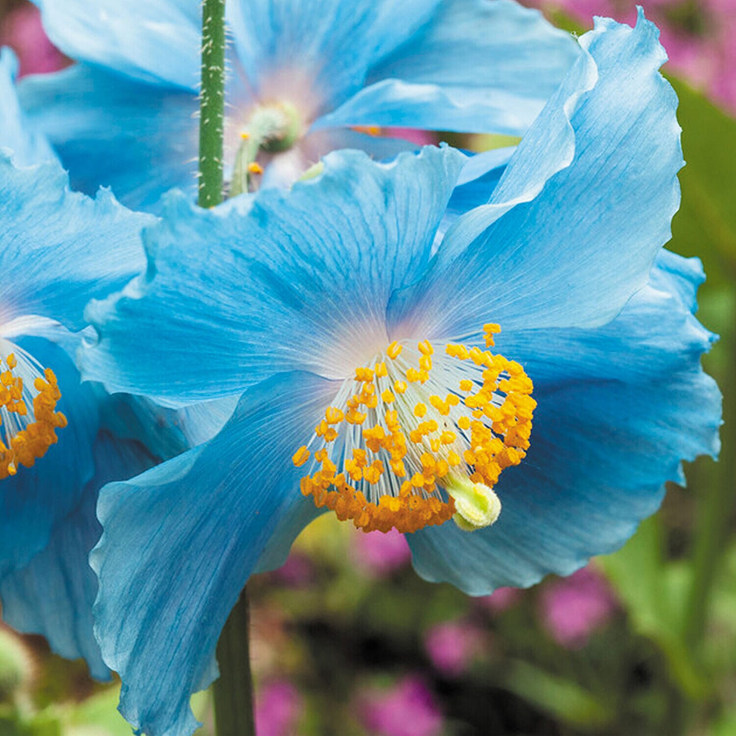 Set of 6 Himalayan Blue Poppy Jumbo Plug Plants