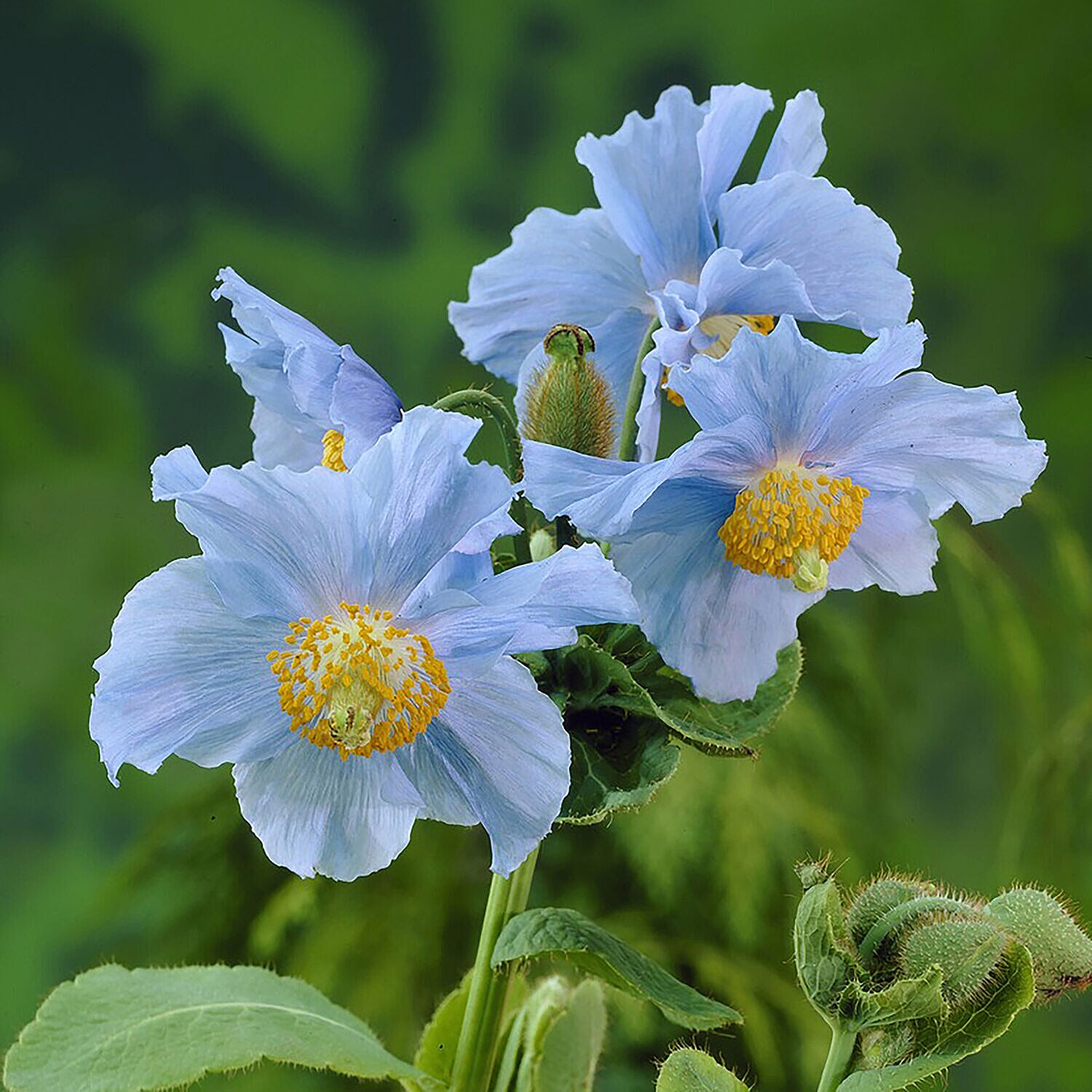 Set of 6 Himalayan Blue Poppy Jumbo Plug Plants