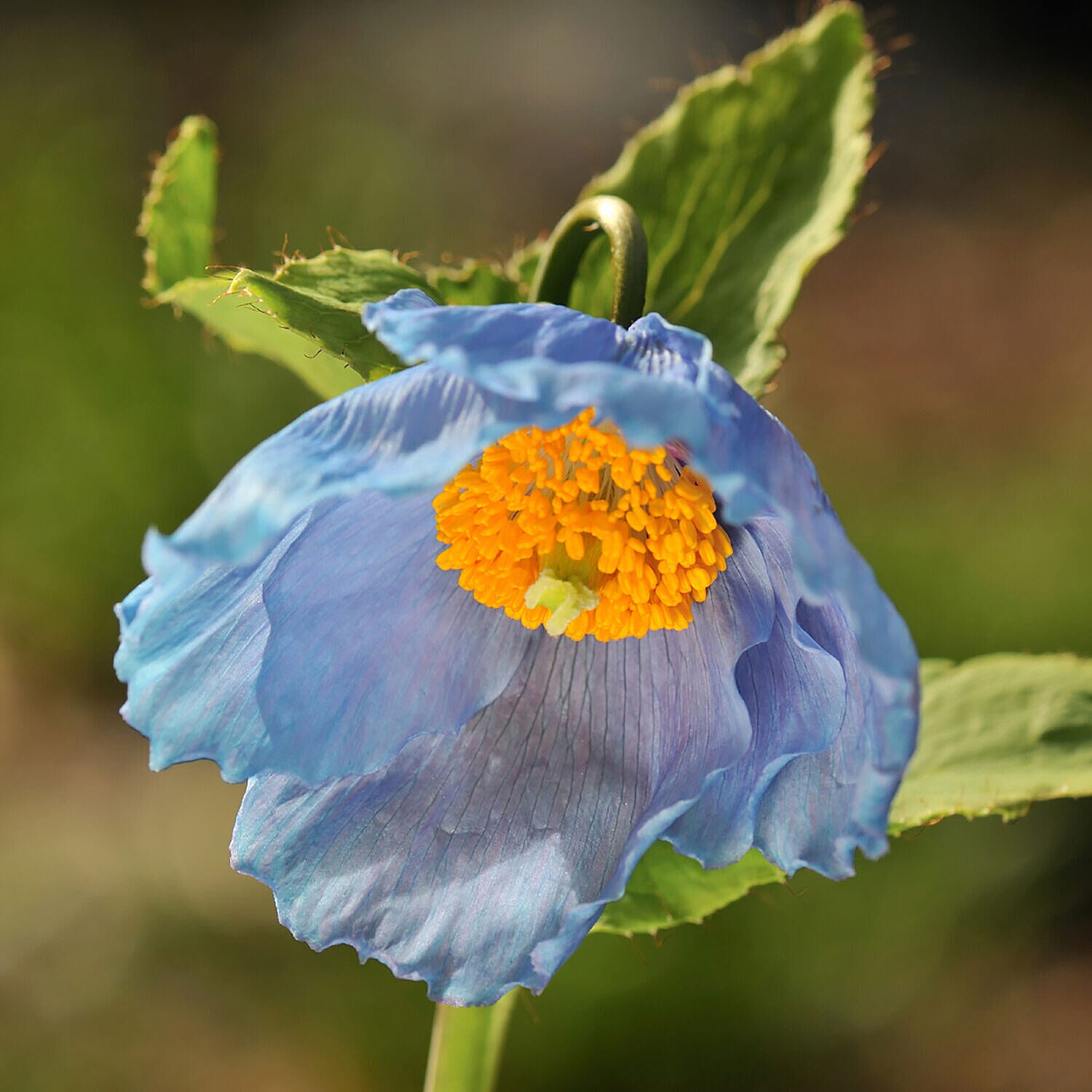 Set of 6 Himalayan Blue Poppy Jumbo Plug Plants