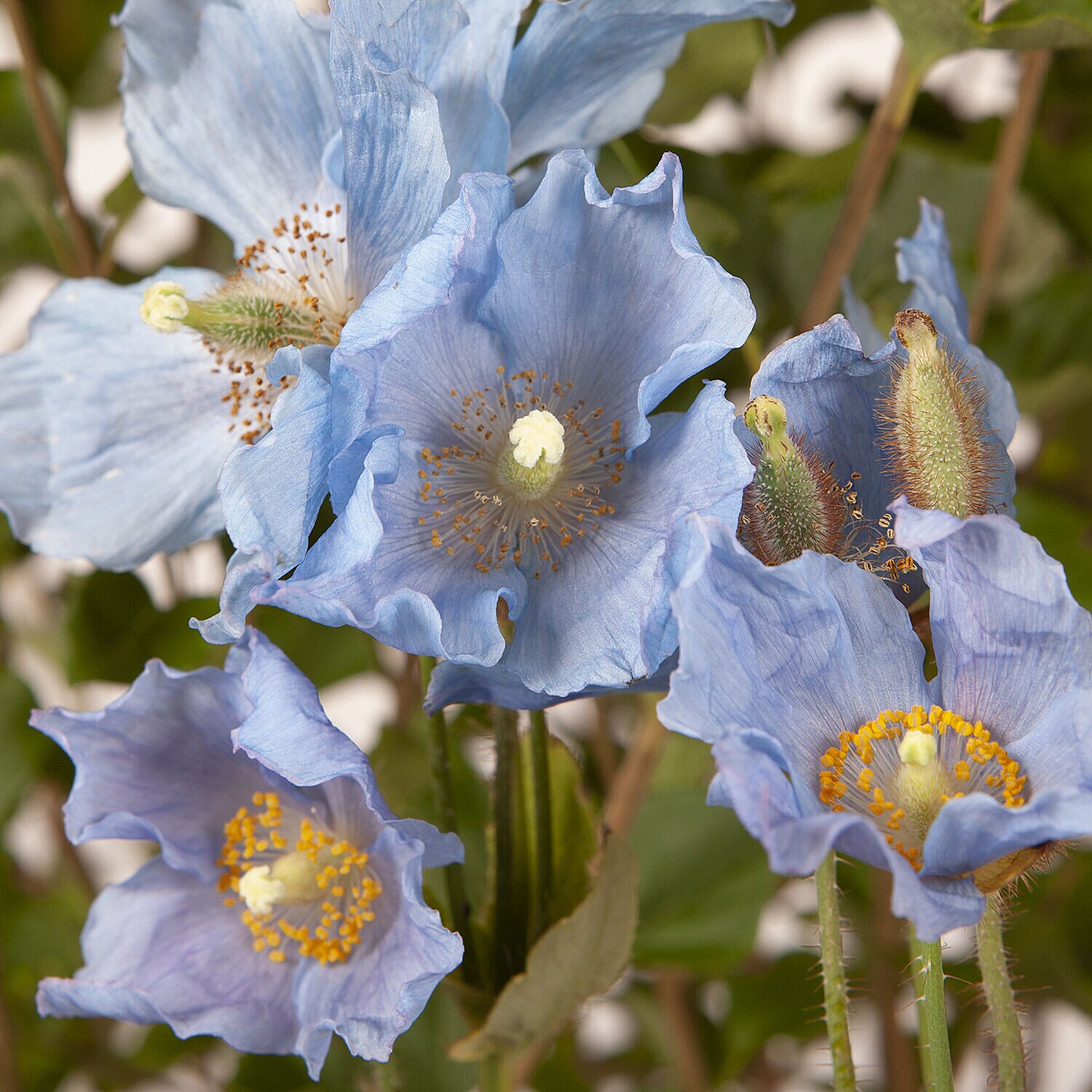 Set of 6 Himalayan Blue Poppy Jumbo Plug Plants